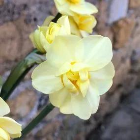 Yellow Cheerfulness Daffodil (Narcissus Yellow Cheerfulness) Img 2
